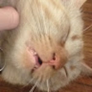 Meet your Posher, Colette